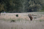 Stag