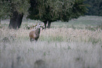 Stag