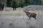 Stag