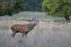 Stag