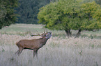 Stag