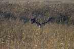 Stag