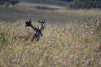 Stag