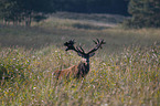 Stag