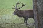 red deer
