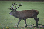 red deer