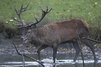 red deer