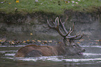 red deer