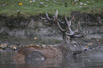 red deer