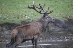 red deer