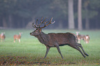 red deer