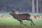 red deer