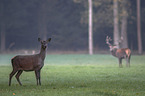 red deer