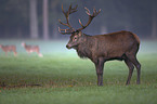 red deer