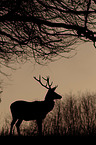 red deer