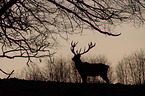red deer