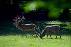 red deer