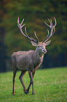 red deer