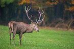 red deer