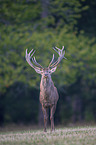 red deer