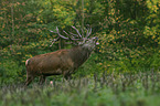 red deer