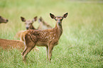 red deer