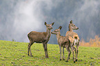 red deer