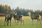 red deer