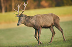 red deer