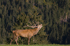 red deer