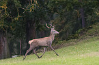 red deer