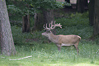 red deer