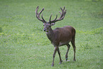 red deer