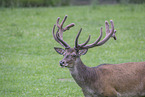 red deer