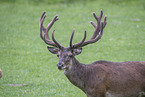 red deer