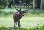 red deer