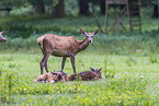 red deer