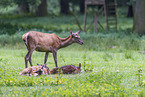red deer