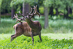 red deer