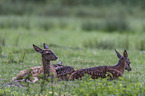 red deer