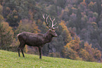 red deer