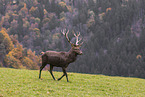 red deer