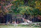 red deer