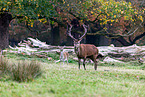 red deer