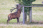 red deer