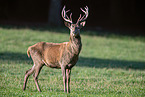 red deer