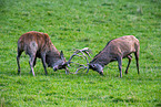 red deer