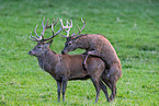 red deer