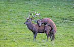 red deer
