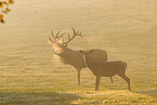 red deer